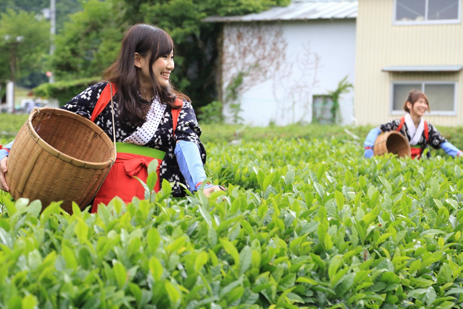 七葉純茶 差し込も