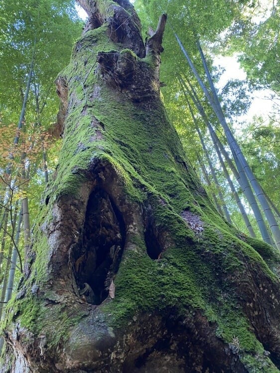 登山