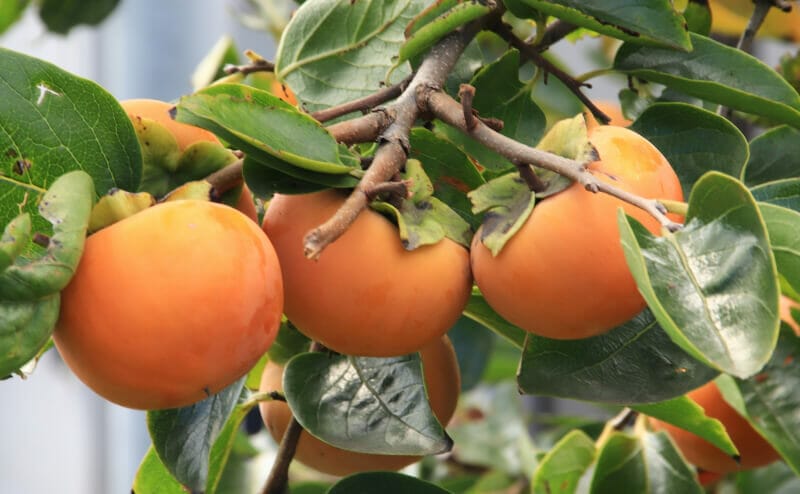 Visit Tambasasayama  Persimmons- Wild fruit in Japan?