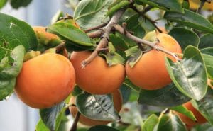 Persimmons- Wild fruit in Japan?