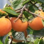 Persimmons- Wild fruit in Japan?