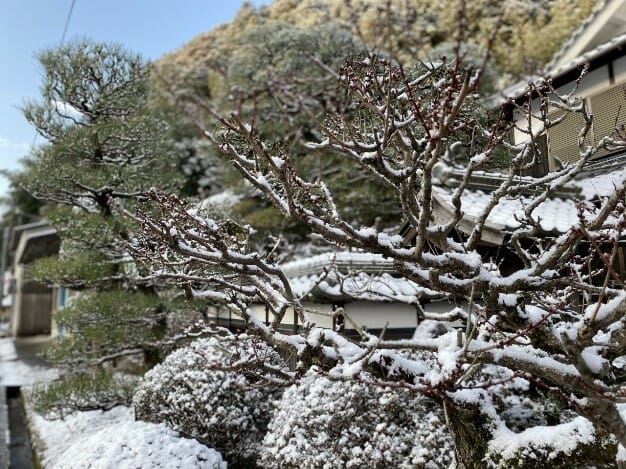 迎春二月