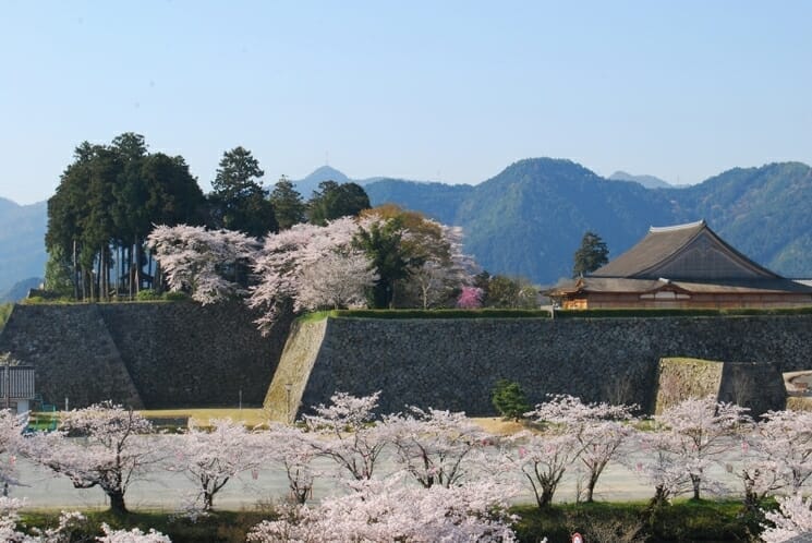 [April 1st to April 10th] Tamba Sasayama Sakura Week 2022