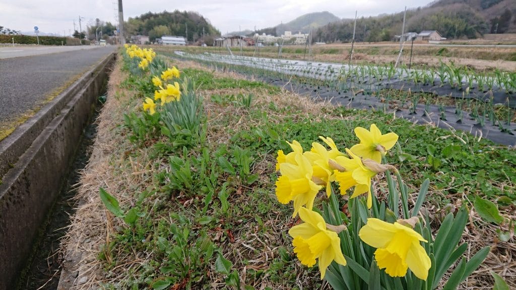 Daffodils in Kita Sawada area(From March 20th to April 10th)