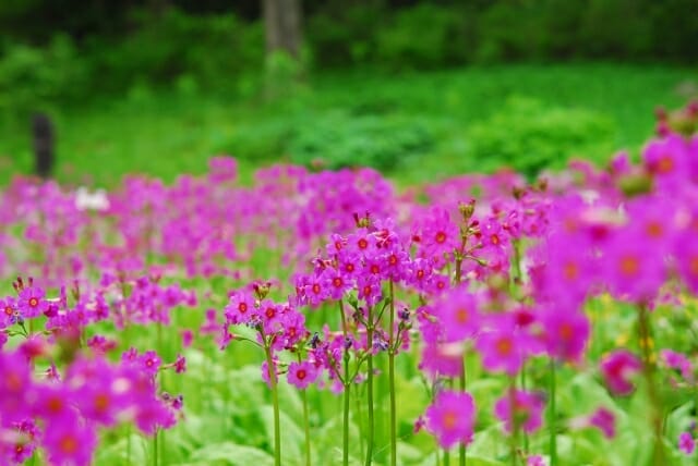 Japanese Primrose Colony in the Taki Mountain Range