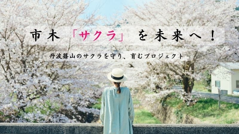 市木「サクラ」を未来へ！丹波篠山の桜を守り、育むクラウドファンディング