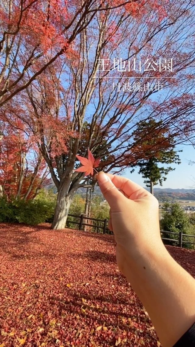 王地山公園の紅葉
2024年は11月18日〜26日が見頃でした。
今は色あせ始めてすが、落ち葉を拾うのも楽しいです🍁

#丹波篠山 #丹波篠山市 #丹波篠山紅葉 #王地山公園