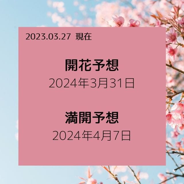 九州、四国では桜の開花が始まりましたね。
丹波篠山市もようやく春らしいお天気になってきました。
開花予想はさらに後ろに動いています。
4/13くらいまでは楽しめるので、入学式はまさに桜一色に包まれそうです🌸🌸

篠山城跡は兵庫県でも10位以内に入るほどの人気桜スポット🌸
大正天皇の即位を記念して植樹が始まり、今では王地山と合わせて、篠山城下町で約1000本の桜が見事な景色をつくりだします。

お城の登り口にある「開花基準木」の日なので、丹波篠山市東部の方(R173沿いや森の学校の桜など)はもう少し開花が後ろになりますのでご注意下さい。

ぜひ、お出かけの参考にしてください♫

🌸🌸🌸🌸🌸

☘️3/30〜4/7 丹波篠山さくらまつり
👉市内広域でさくらを楽しもう♫

☘️3/30〜4/7さくらバリューイーツ
👉市内広域の今だけグルメと合わせてお花見^^

☘️4/6,7春の味まつり
👉篠山城跡前の広場に美味いもんが大集合！
木材市や丹波焼も人気♡
今年は秋の名物だった牛の丸焼きも復活✨

☘️夜はぼんぼりのライトアップも。
夜桜も楽しめますよ🏮

#丹波篠山 #丹波篠山市 #丹波篠山さくらまつり #丹波篠山さくらまつり2024 #丹波篠山さくらまつり写真 #春の丹波篠山 #丹波篠山味まつり #篠山城跡 #関西さくら2024 #関西桜 #兵庫おでかけ #兵庫桜