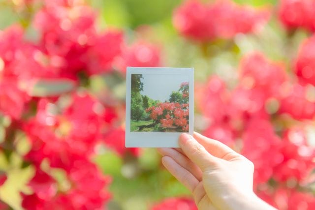 シャクナゲは「花木の帝王」と呼ばれており、豪華で美しい花を咲かせます🌺
特に西紀地区では、シャクナゲ公園やつつみ峠など、多く場所でシャクナゲを楽しむことができます。

見頃：4月下旬〜5月上旬

Rhododendrons are known as the "king of flowering trees" and produce gorgeous and beautiful flowers 🌺.
Especially in the Saiki area, rhododendrons can be enjoyed in many places such as Rhododendron Park and Tsutsumi Pass.

Best time to visit: Late April to early May

#シャクナゲ #rhododendron
#丹波篠山 #丹波篠山ってええとこ #丹波篠山観光 #丹波篠山市 #篠山 #丹波篠山ゆらゆら散歩 #lovehyogo #ささやまさんぽ #ことりっぷ #たびじょ #旅女 #たびすたぐらむ #旅スタグラム #兵庫旅行 #ちょい旅 #フォトジェニック丹波篠山 #truekansai_tambasasayama #Japan_travel #Visitjapan
