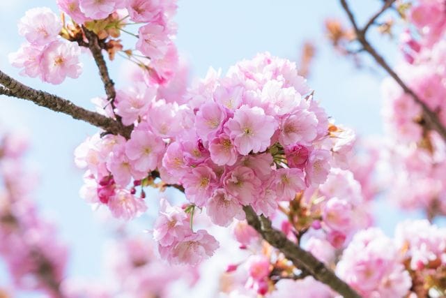 八重桜はソメイヨシノよりも開花が遅く、5月ごろまで楽しむことができます✨

ソメイヨシノが花びらが5枚なのに対して八重桜は10枚〜100枚と多く、一輪一輪が大きいことが特徴の桜です🌸

もうしばらく桜を楽しむことができそうですね✨

Yaezakura bloom later than Someiyoshino and can be enjoyed until around May✨.

While someiyoshino has 5 petals, yaezakura has 10 to 100 petals and each petal is large 🌸

It looks like we will be able to enjoy the cherry blossoms for a while longer ✨

#八重桜 #桜 #cherryblossom
#丹波篠山 #丹波篠山ってええとこ #丹波篠山観光 #丹波篠山市 #篠山 #丹波篠山ゆらゆら散歩 #lovehyogo #ささやまさんぽ #ことりっぷ #たびじょ #旅女 #たびすたぐらむ #旅スタグラム #兵庫旅行 #ちょい旅 #フォトジェニック丹波篠山 #truekansai_tambasasayama #Japan_travel #Visitjapan